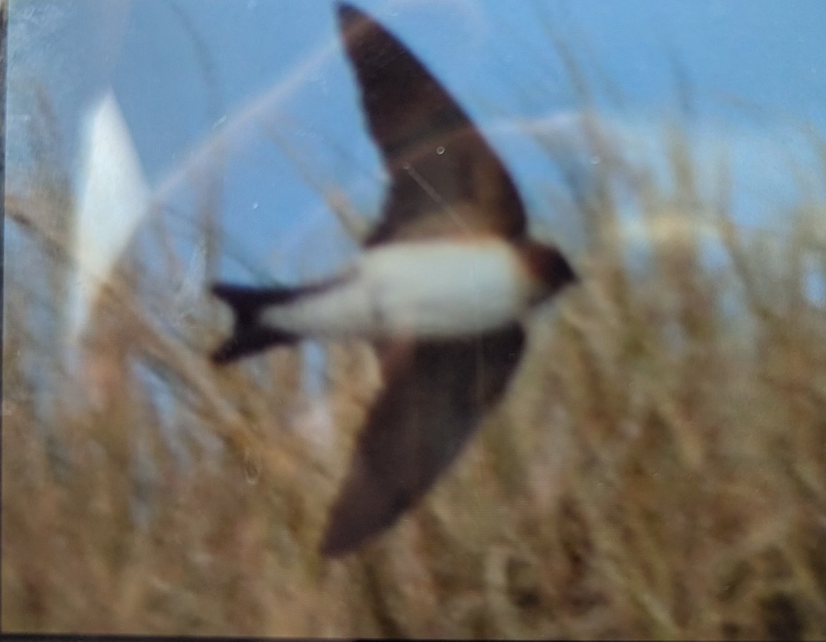 Fairy Martin - ML643260119