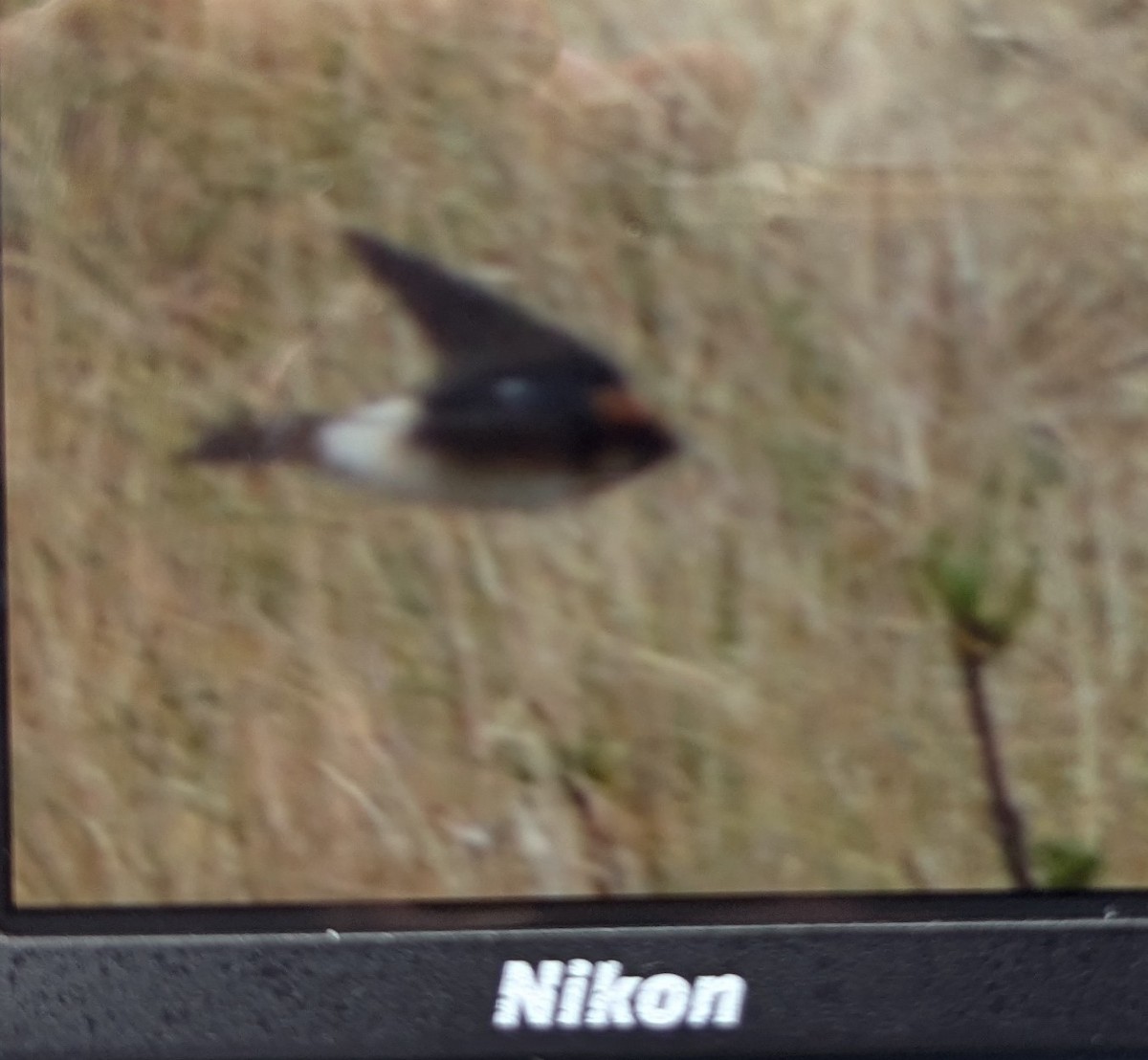 Fairy Martin - ML643260131