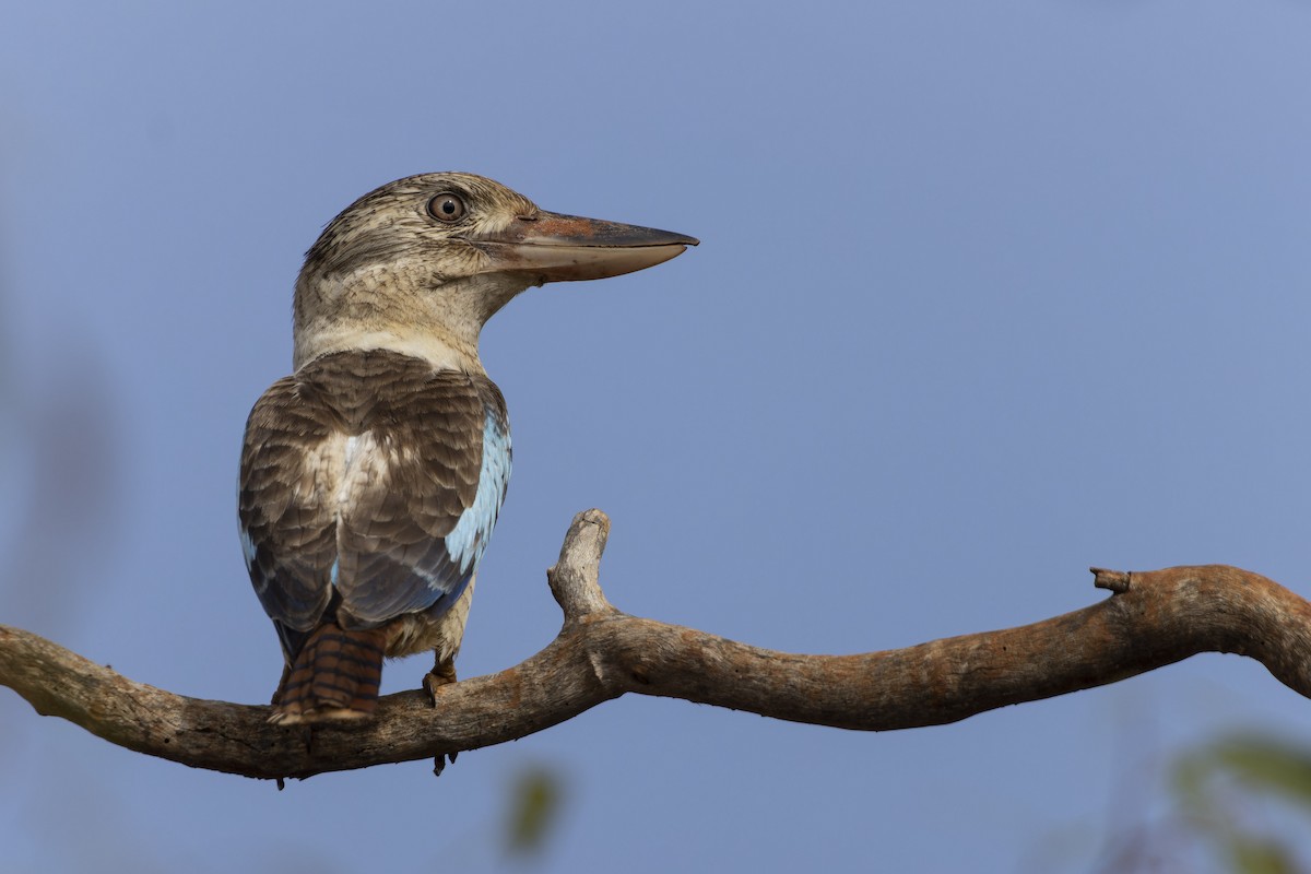 Blue-winged Kookaburra - ML643260184