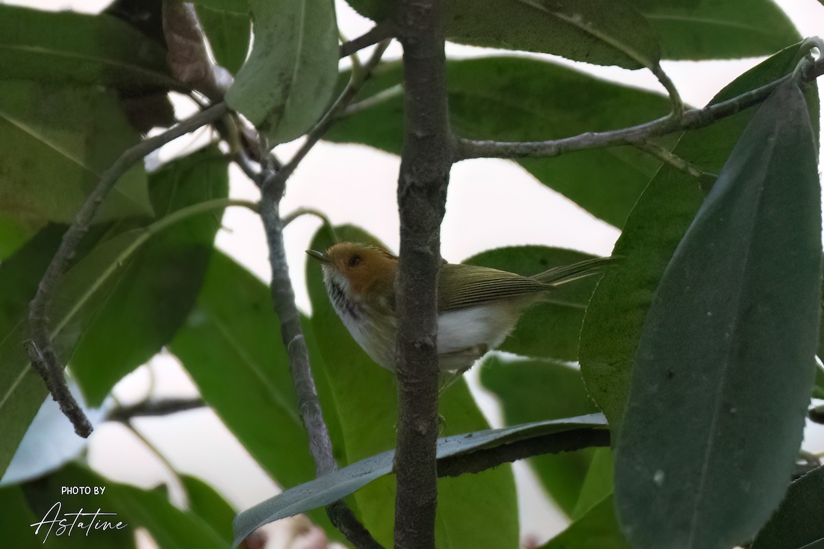 Rufous-faced Warbler - ML643260187