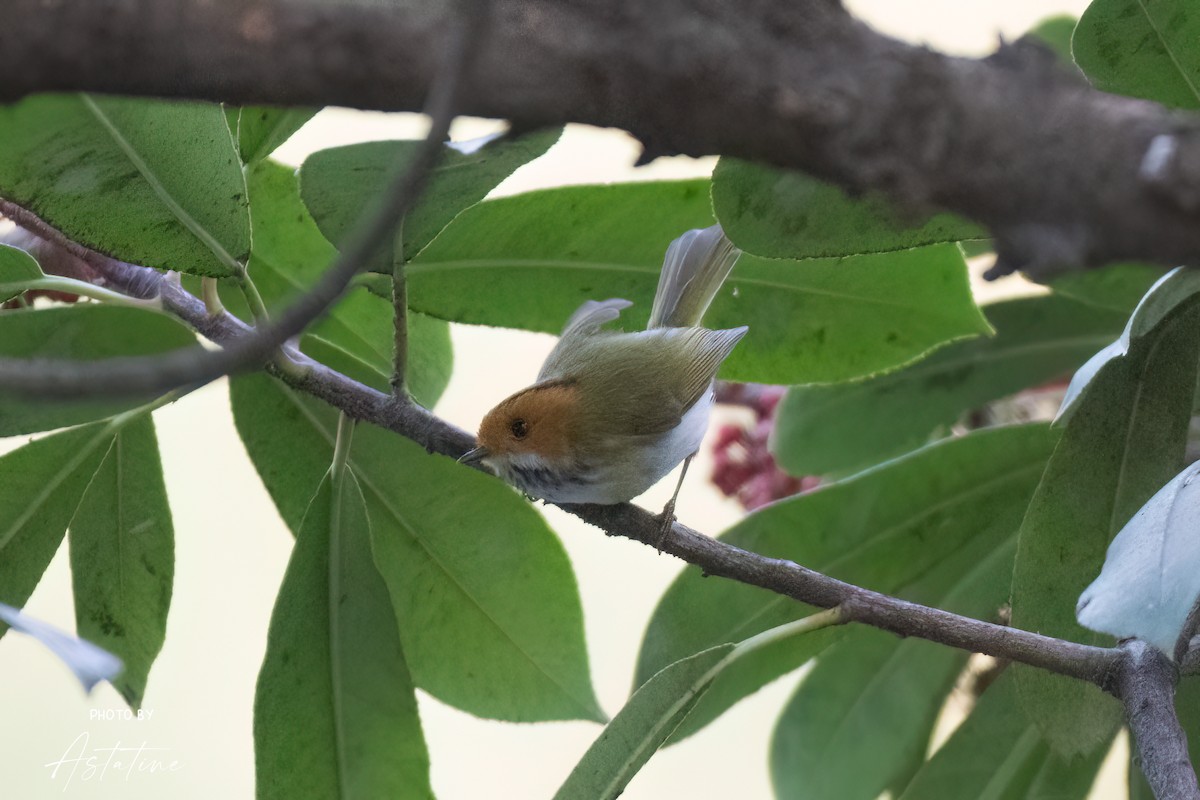 Rufous-faced Warbler - ML643260188