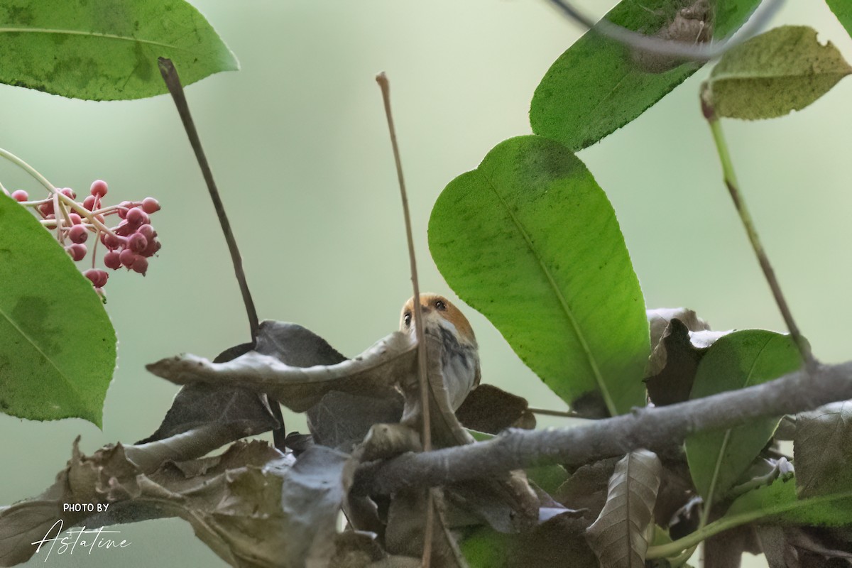 Rufous-faced Warbler - ML643260190