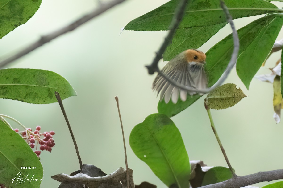 Rufous-faced Warbler - ML643260191