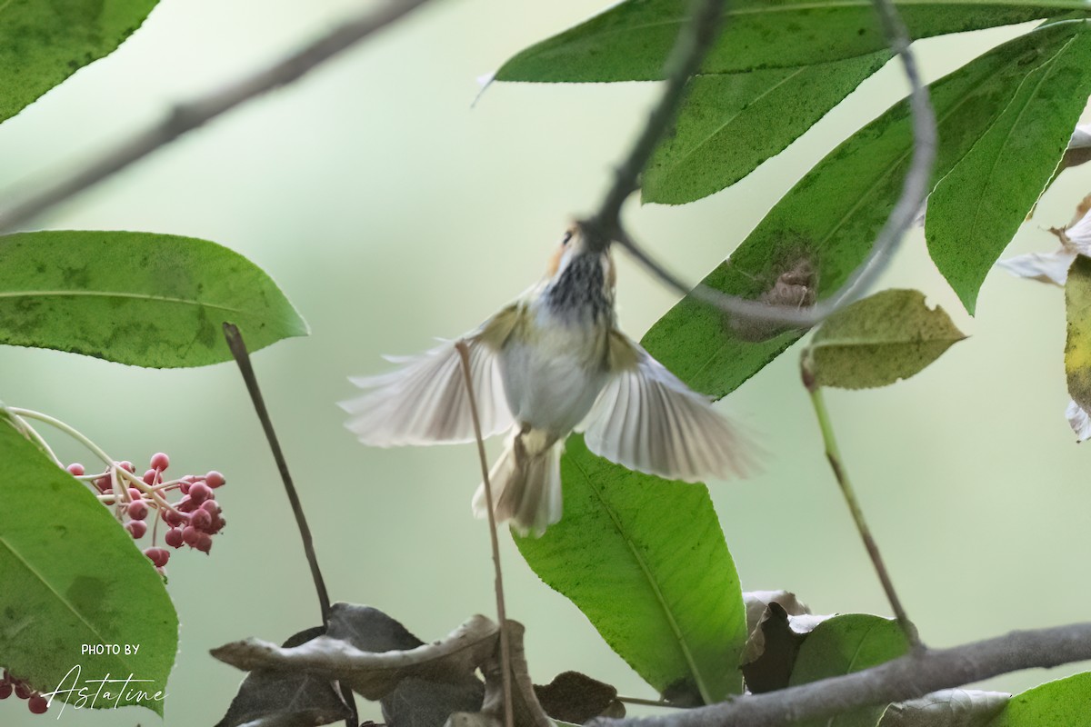 Rufous-faced Warbler - ML643260192