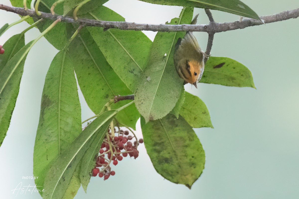 Rufous-faced Warbler - ML643260193