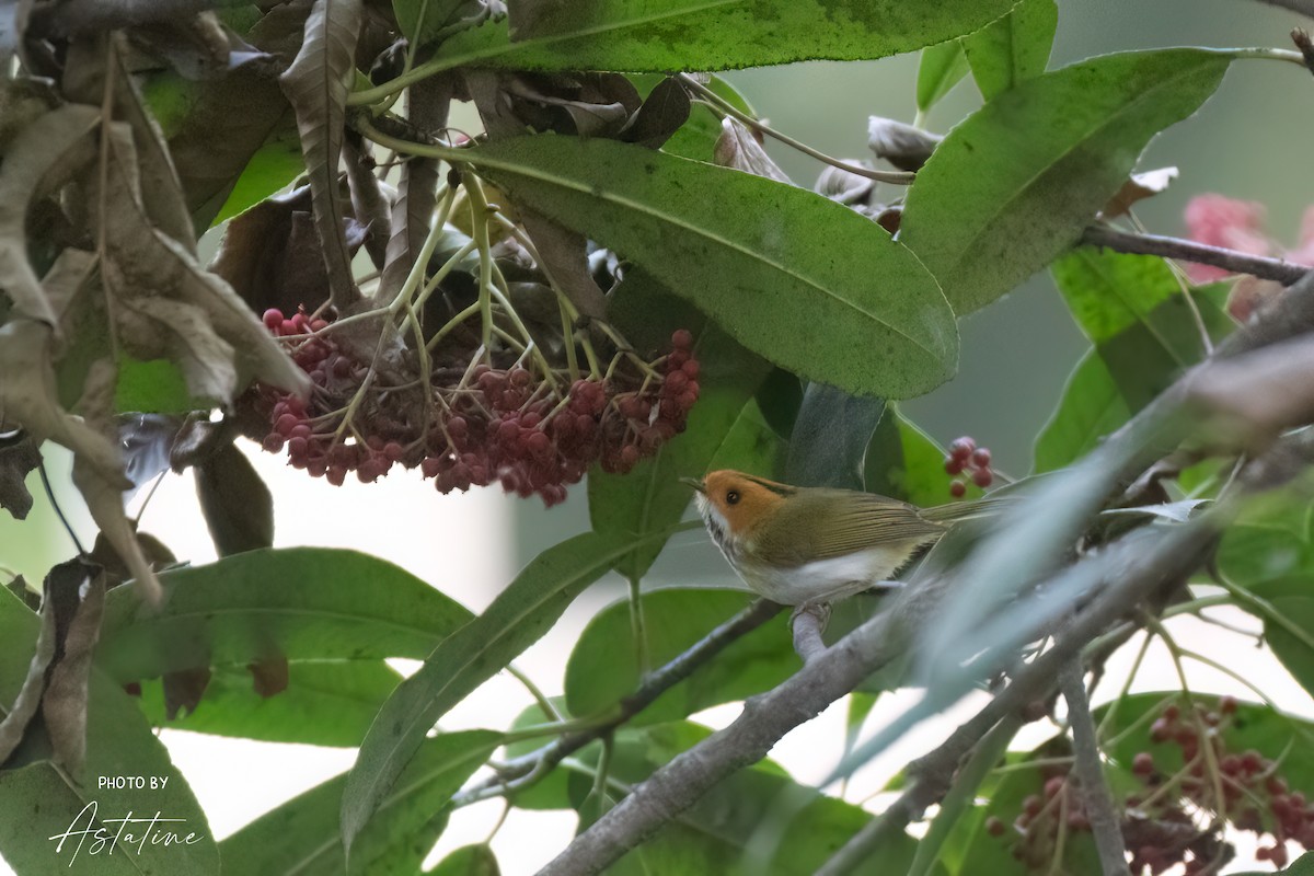 Rufous-faced Warbler - ML643260194