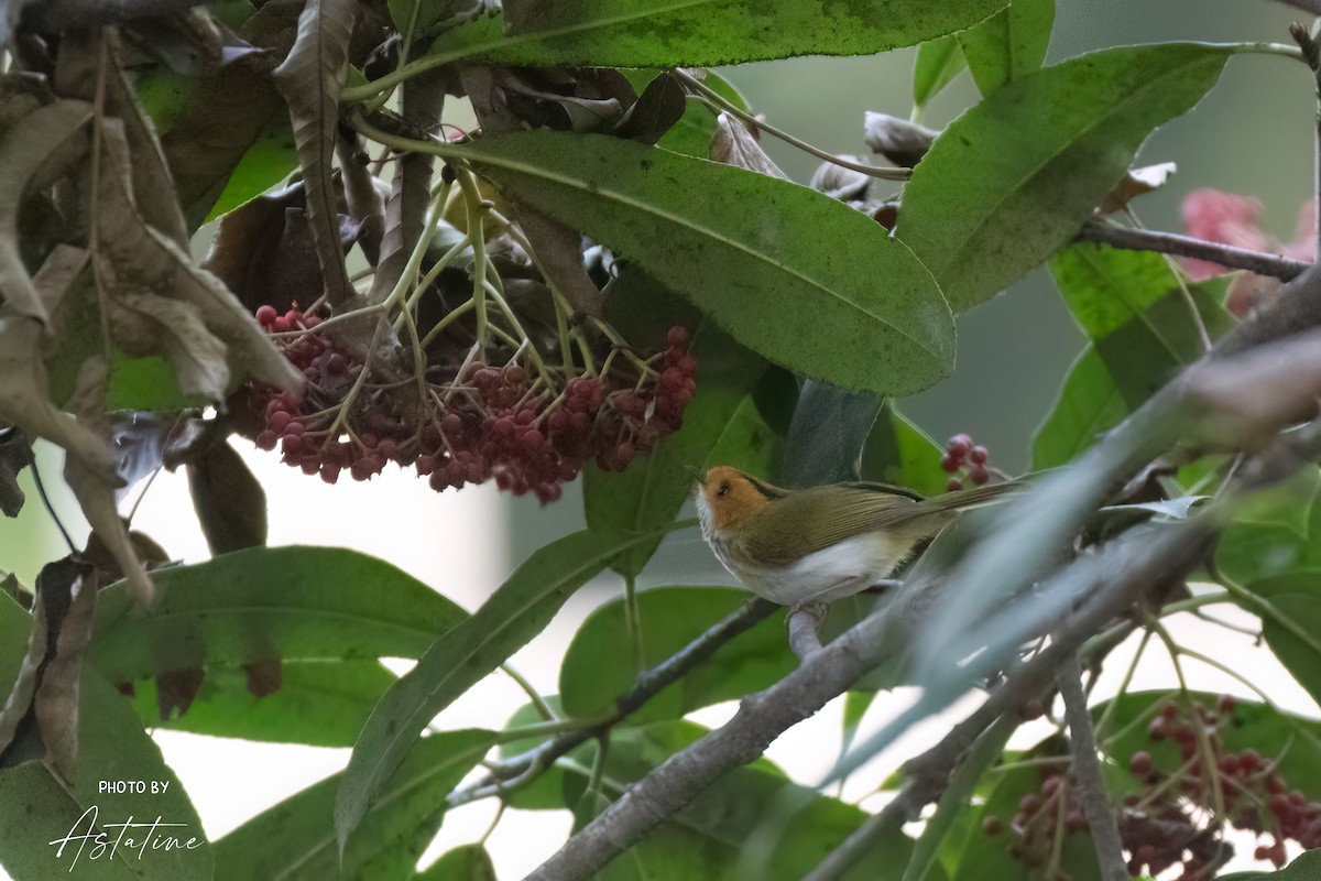 Rufous-faced Warbler - ML643260195