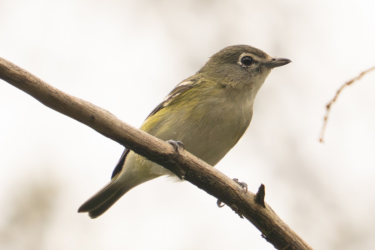 Vireo de Cassin - ML643260202