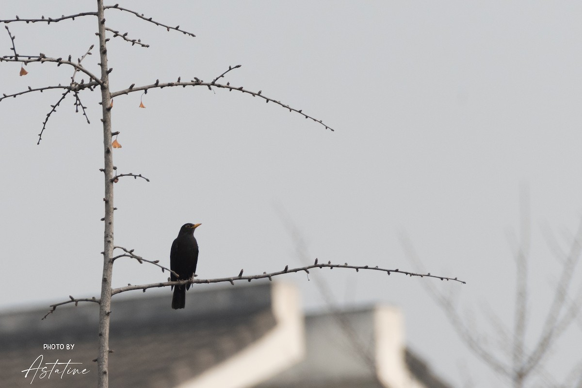 Chinese Blackbird - ML643260207