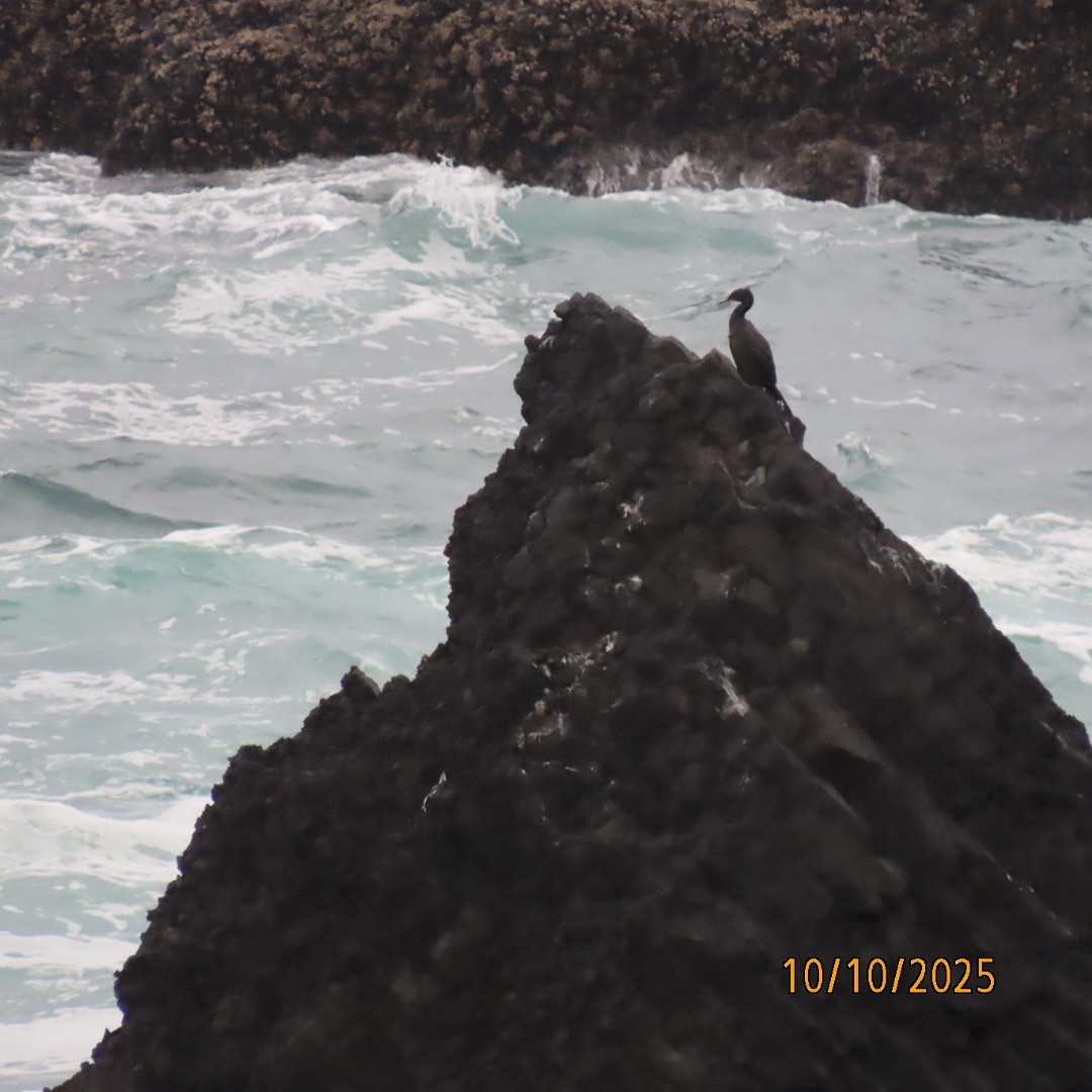 Pelagic Cormorant - ML643260215