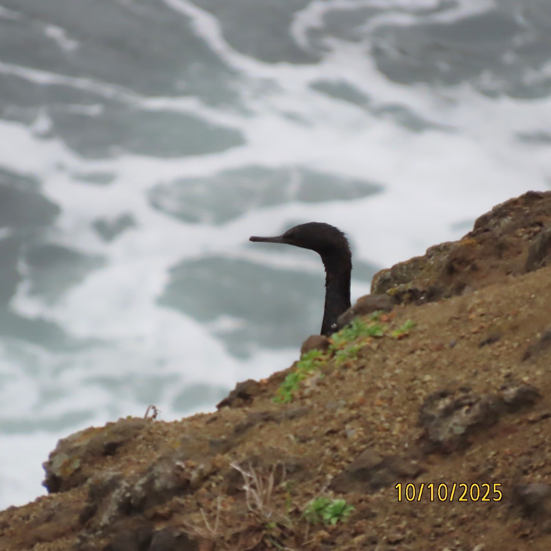 Pelagic Cormorant - ML643260216