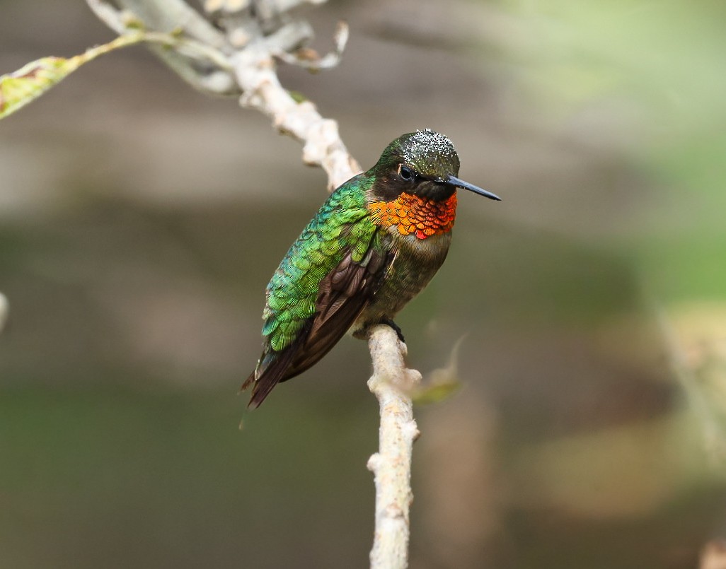 Ruby-throated Hummingbird - ML643260240