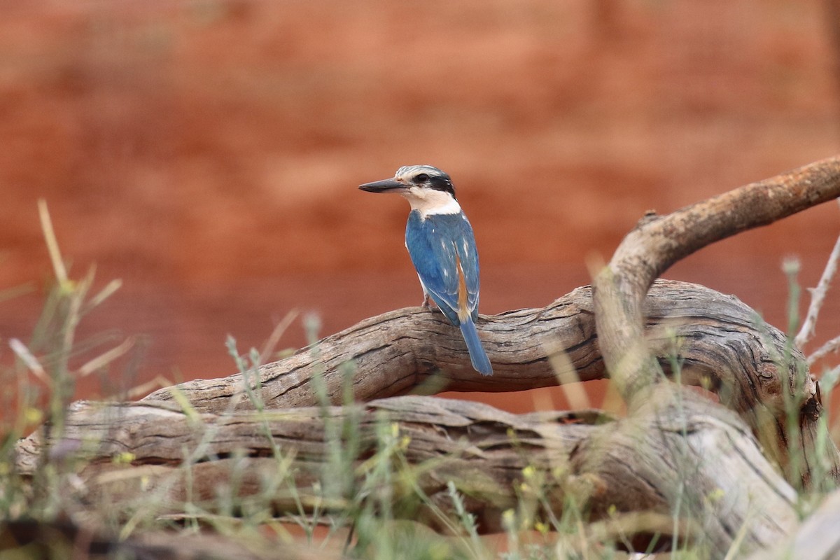 Red-backed Kingfisher - ML643260242