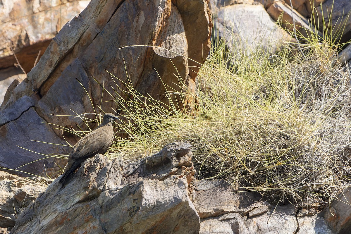 White-quilled Rock-Pigeon - ML643260243