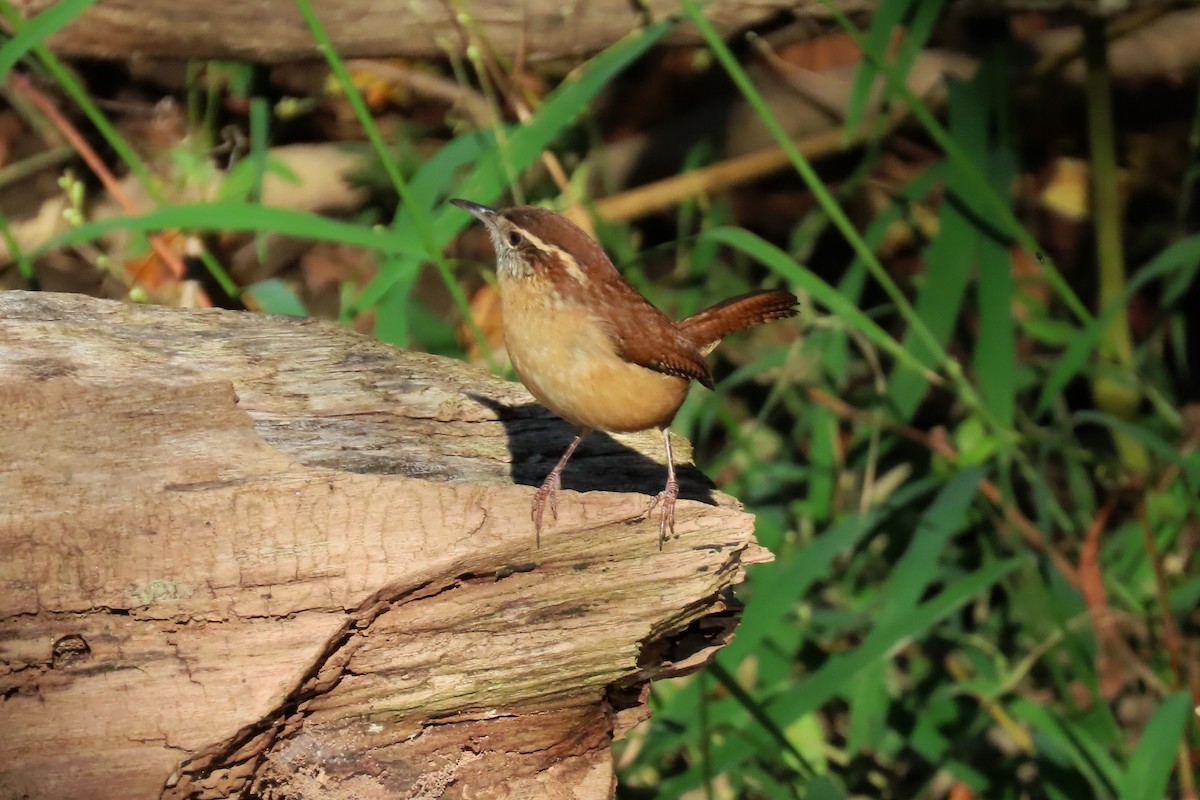 Carolina Wren - ML643260245