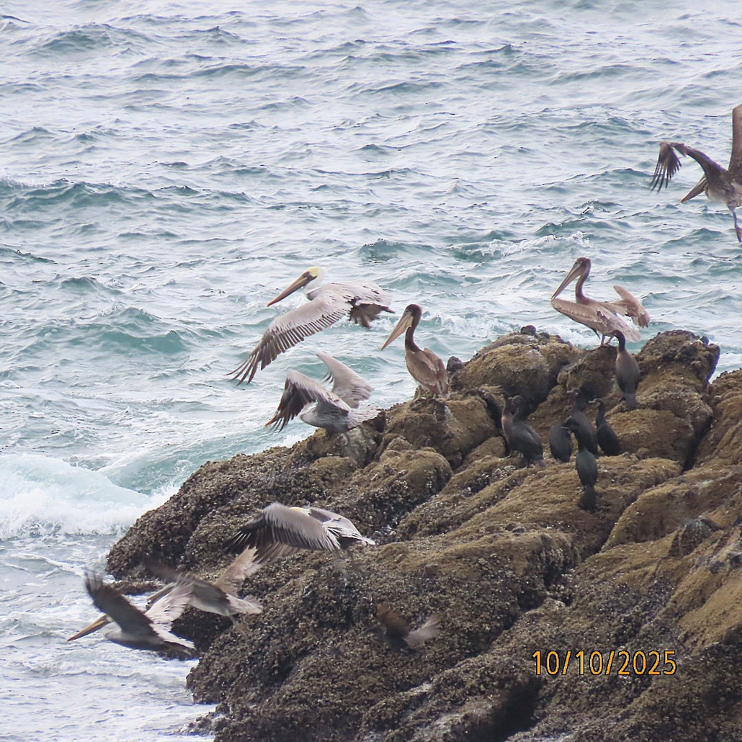 Brown Pelican - ML643260247