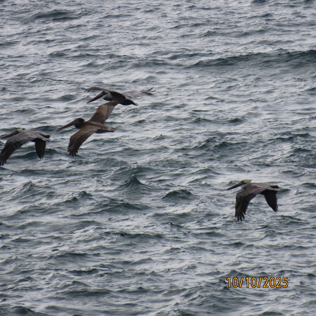 Brown Pelican - ML643260248