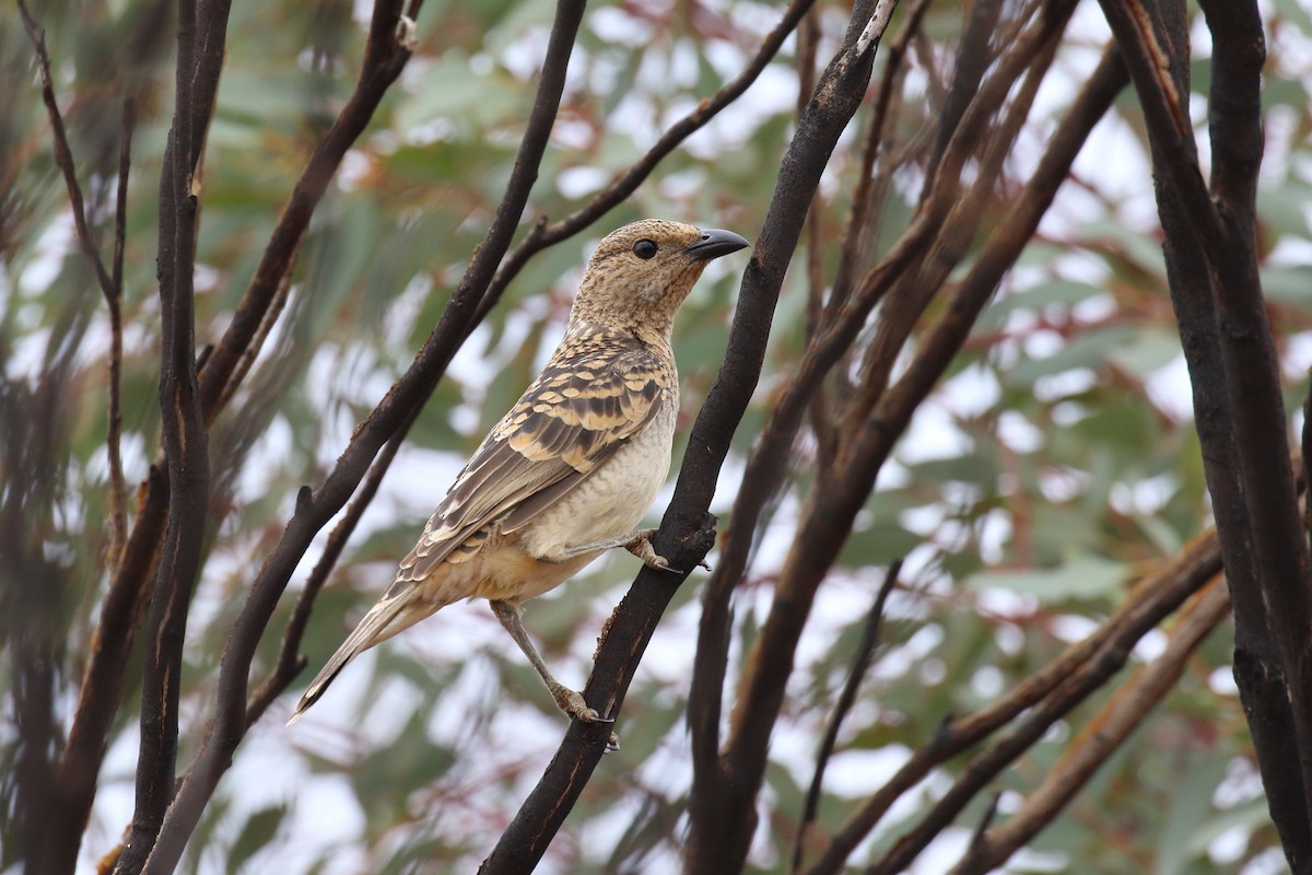 Spotted Bowerbird - ML643260258