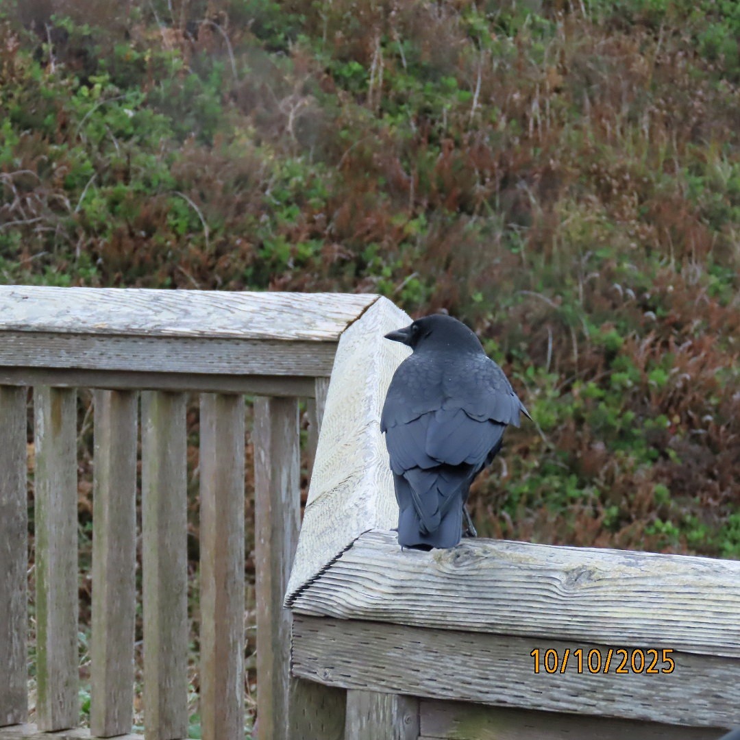 American Crow - ML643260265