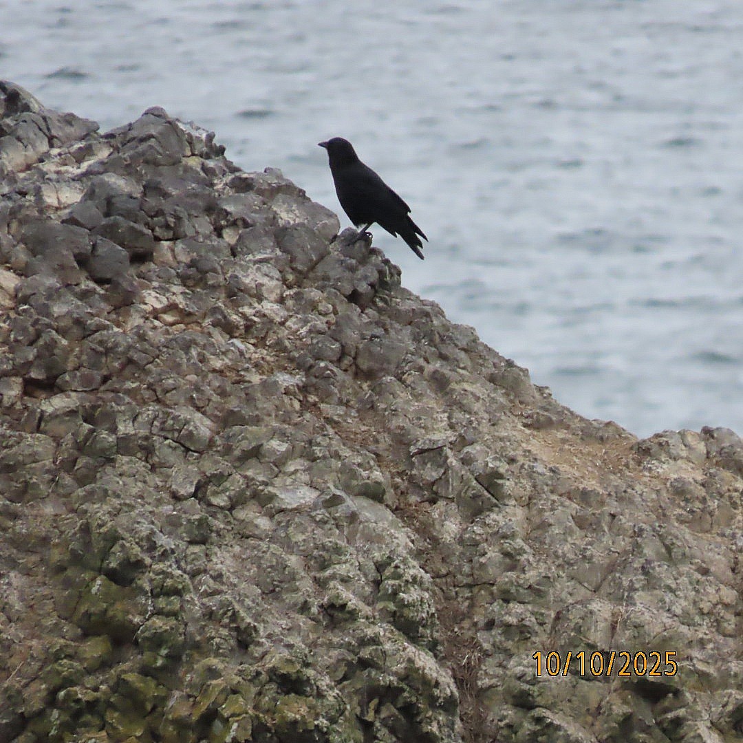 American Crow - ML643260266