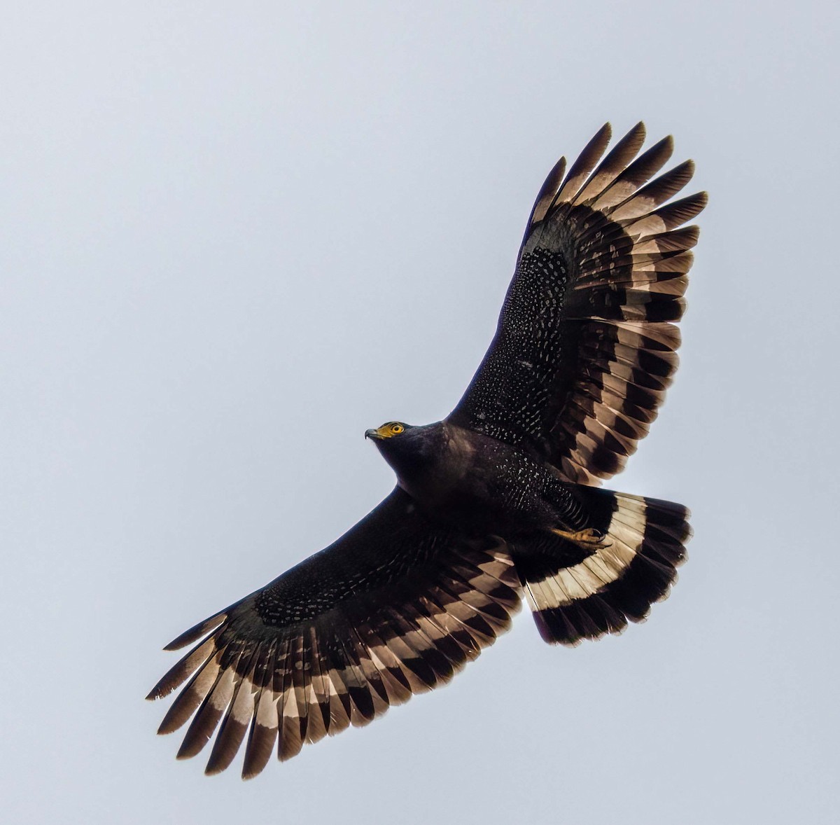 Mountain Serpent-Eagle - ML643260283