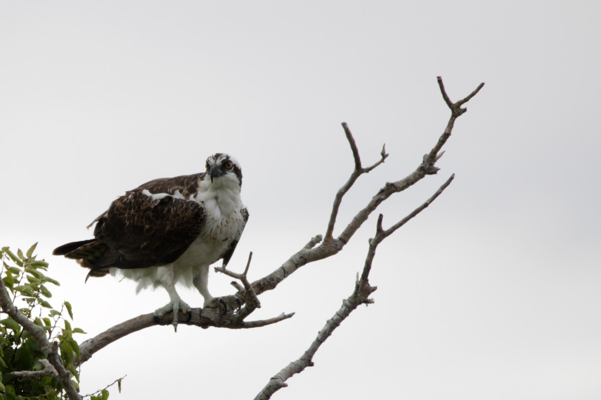 ミサゴ（carolinensis） - ML643260285