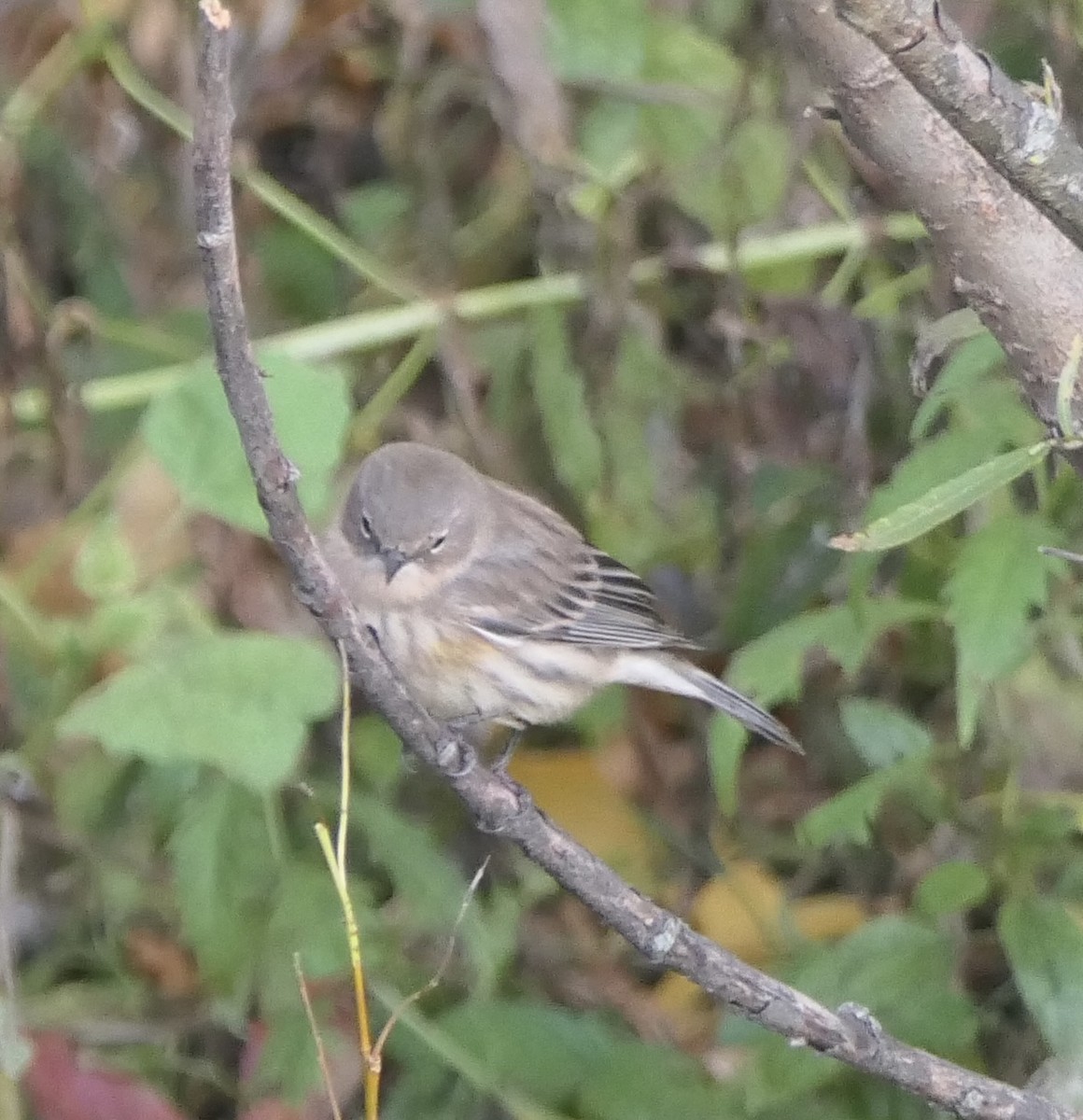キヅタアメリカムシクイ（coronata） - ML643260290