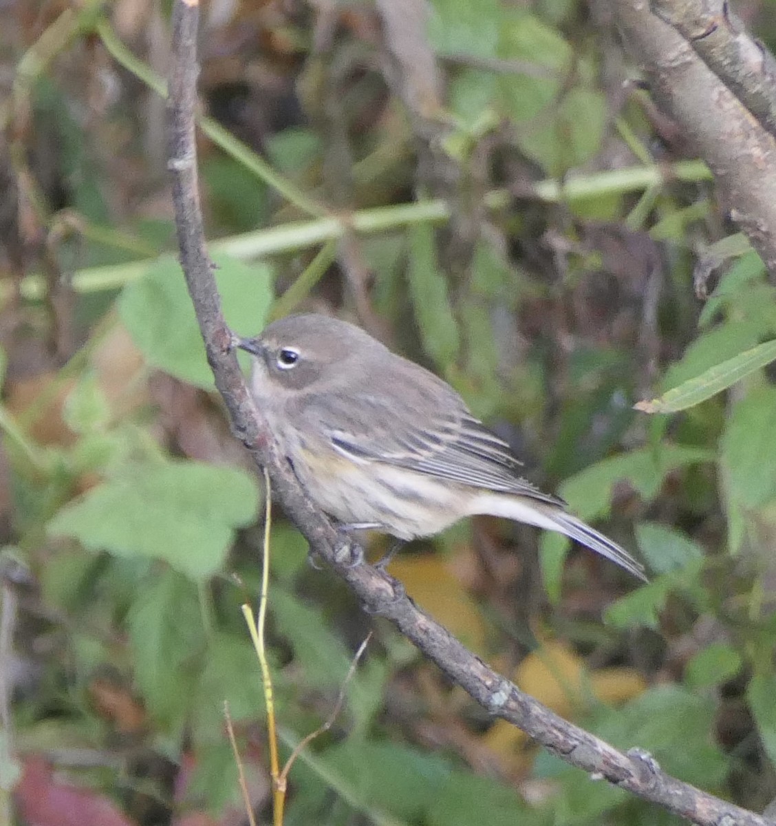 キヅタアメリカムシクイ（coronata） - ML643260291