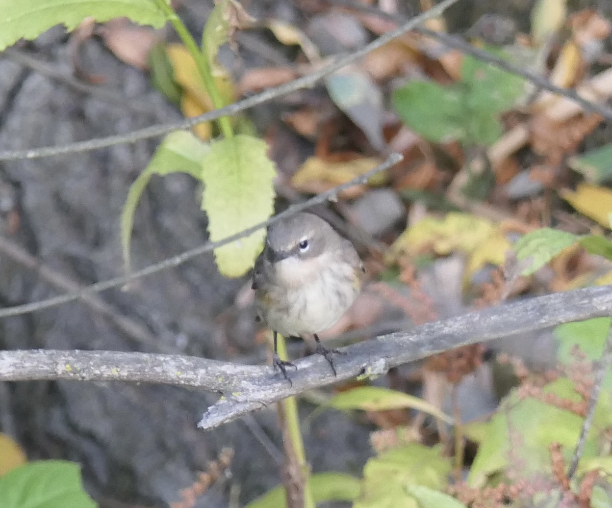 キヅタアメリカムシクイ（coronata） - ML643260292