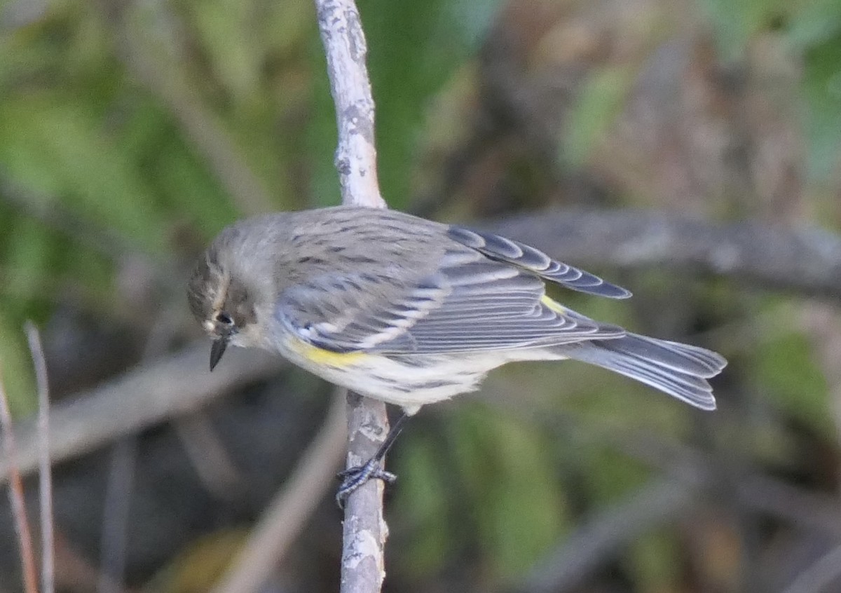 キヅタアメリカムシクイ（coronata） - ML643260293