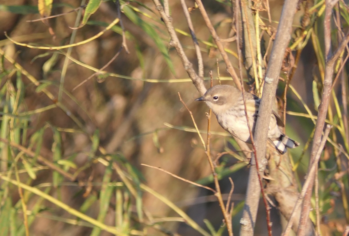 キヅタアメリカムシクイ（coronata） - ML643260294