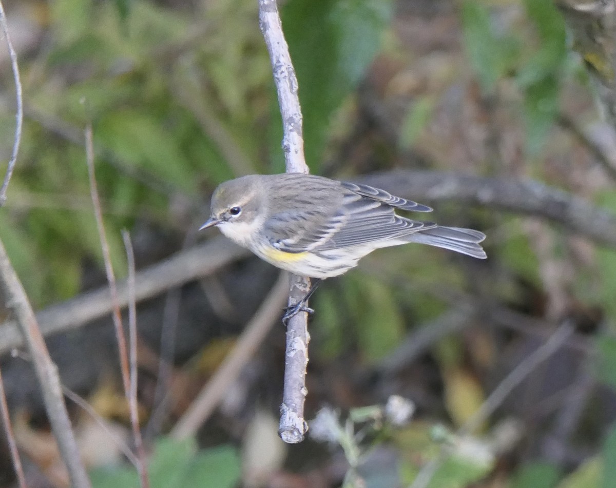 キヅタアメリカムシクイ（coronata） - ML643260295