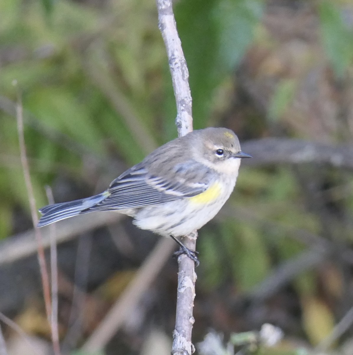 キヅタアメリカムシクイ（coronata） - ML643260296