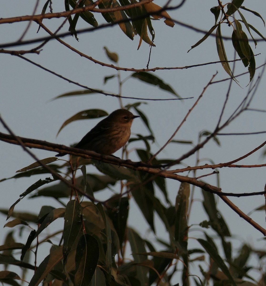 キヅタアメリカムシクイ（coronata） - ML643260297