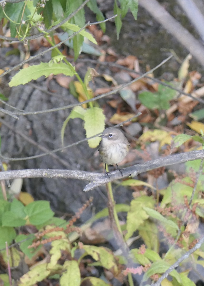 キヅタアメリカムシクイ（coronata） - ML643260298