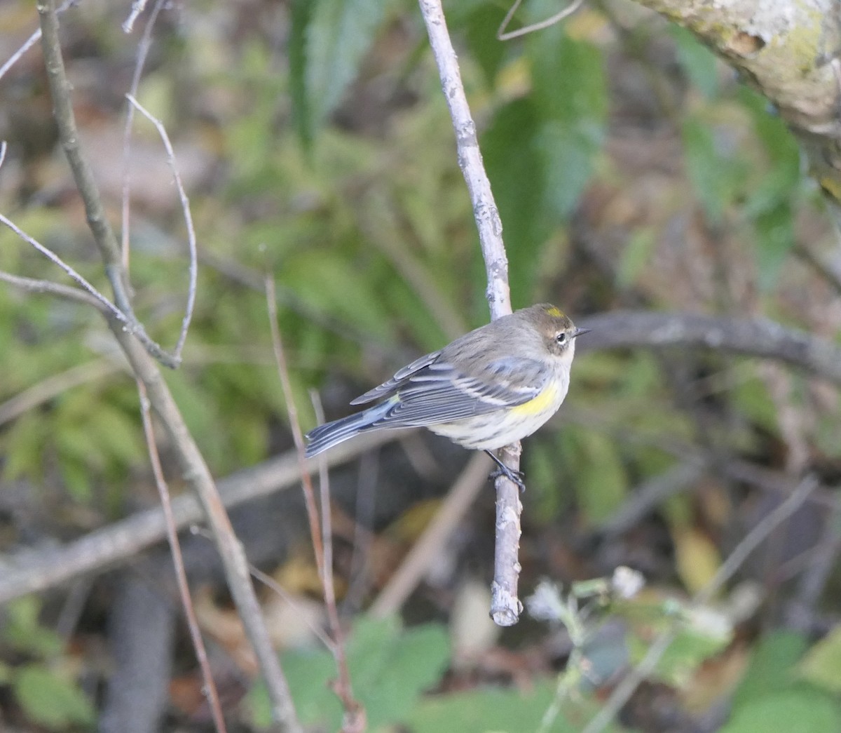 キヅタアメリカムシクイ（coronata） - ML643260299