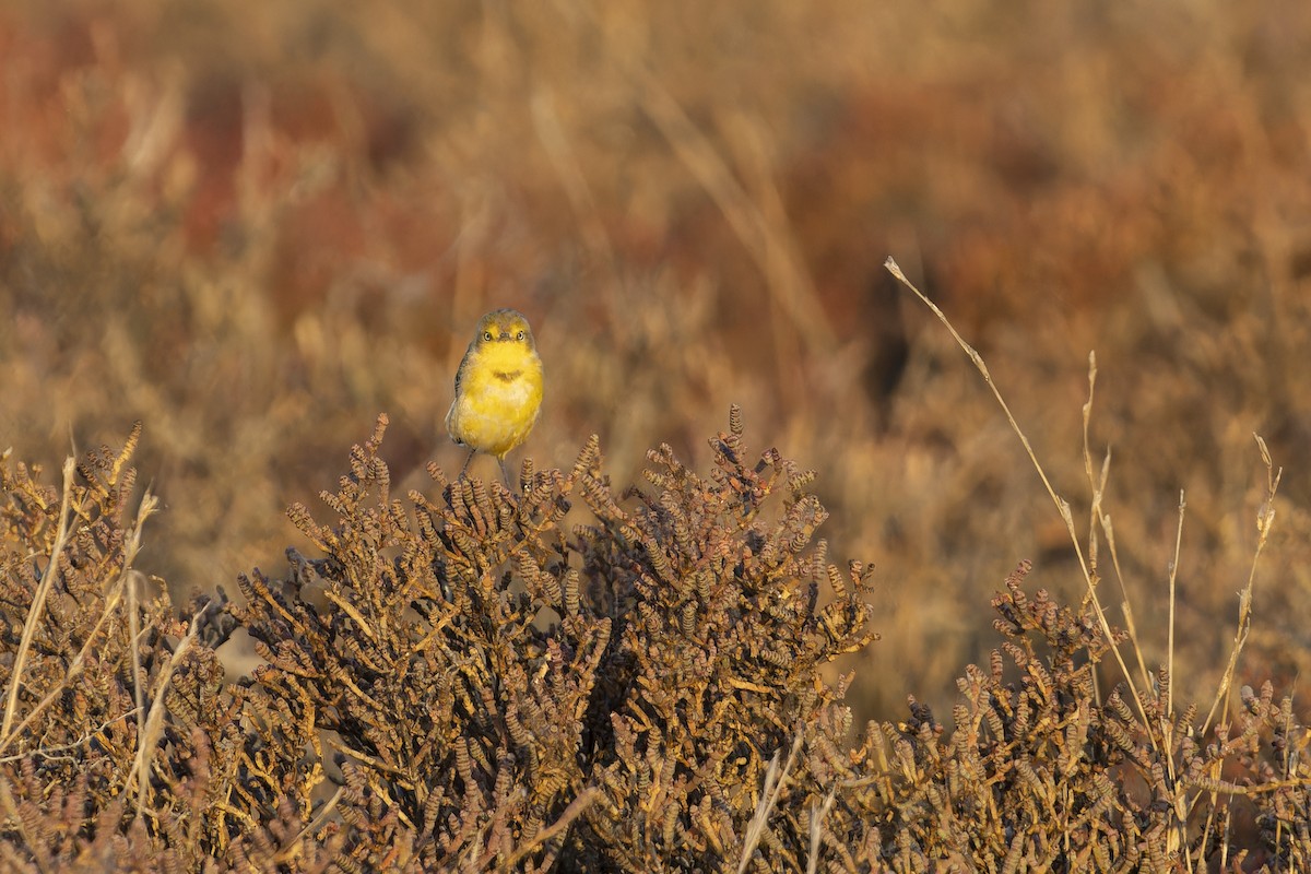 Yellow Chat - ML643260317