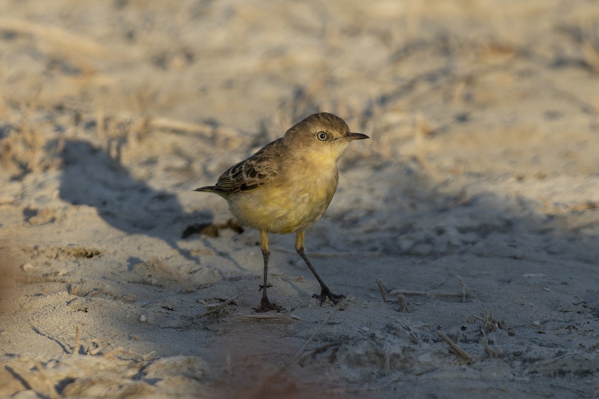 Yellow Chat - ML643260318