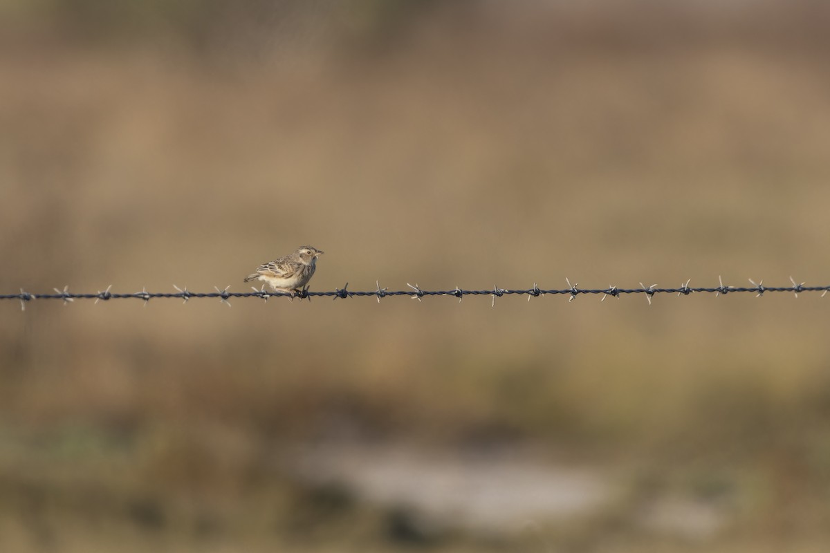 Singing Bushlark - ML643260322
