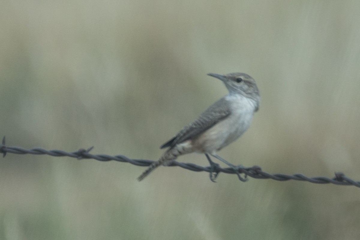 Rock Wren - ML643260324