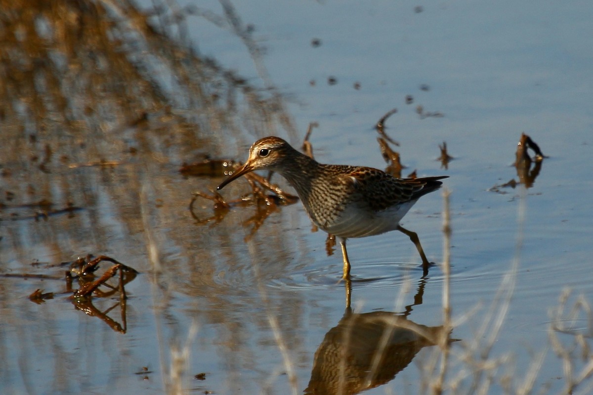 Pectoral Sandpiper - ML643260332