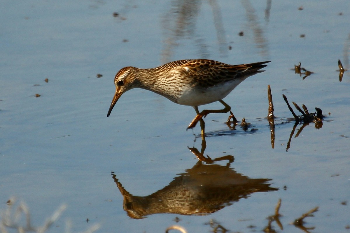 Pectoral Sandpiper - ML643260333