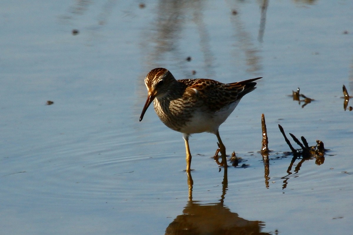 Pectoral Sandpiper - ML643260334