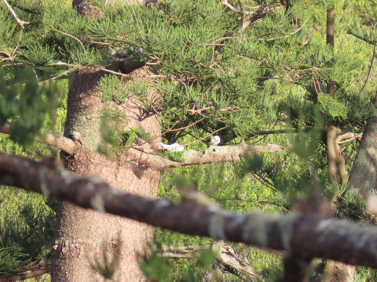 White Tern - ML643260349