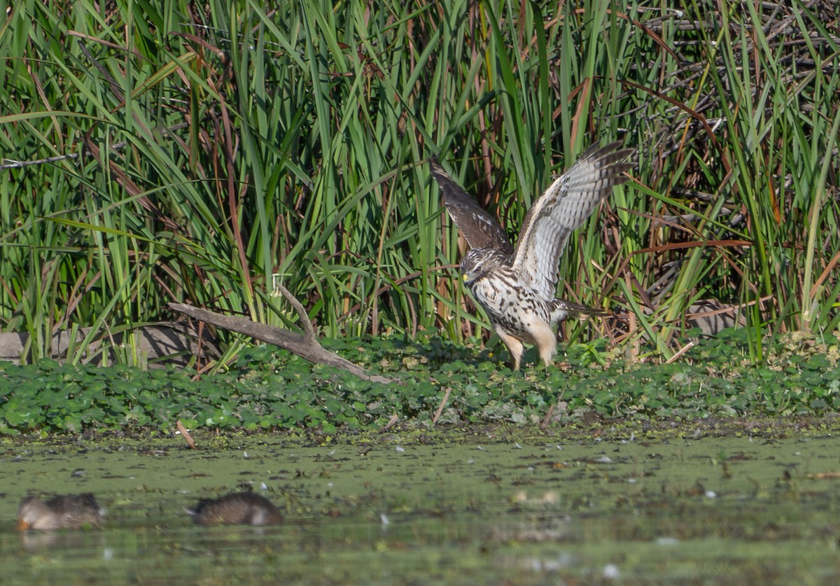 Red-shouldered Hawk - ML643260401