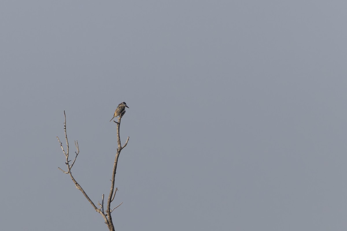 Red-backed Kingfisher - ML643260420