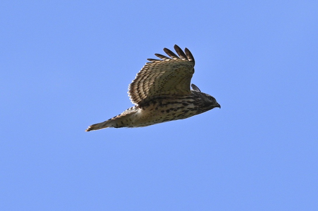 Red-shouldered Hawk - ML643260423