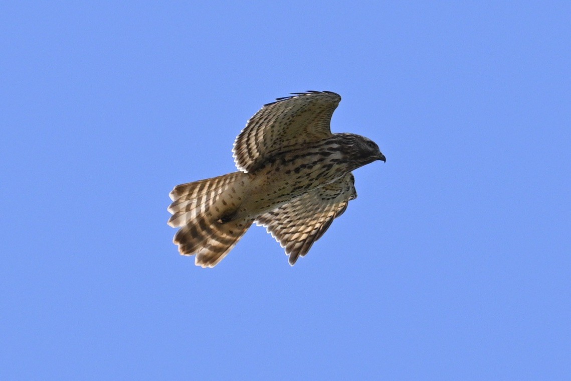 Red-shouldered Hawk - ML643260424