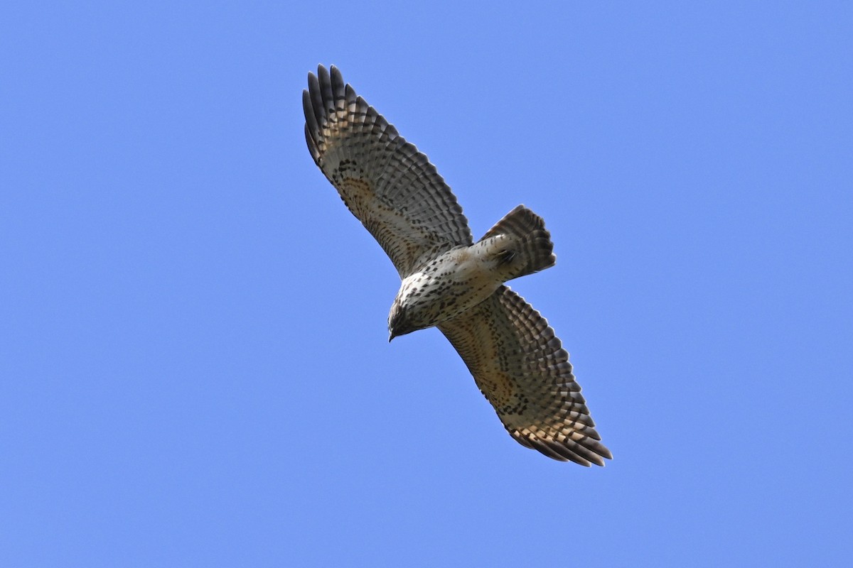 Red-shouldered Hawk - ML643260430