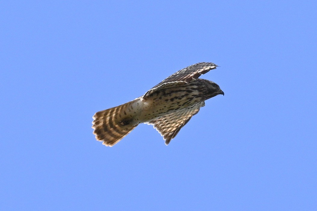 Red-shouldered Hawk - ML643260434